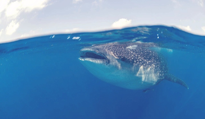 whale shark