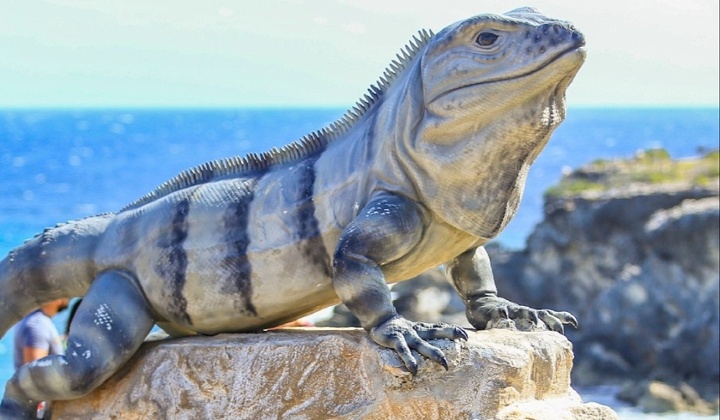 2 - LoRes - Iguana - Punta Sur - Isla Mujeres