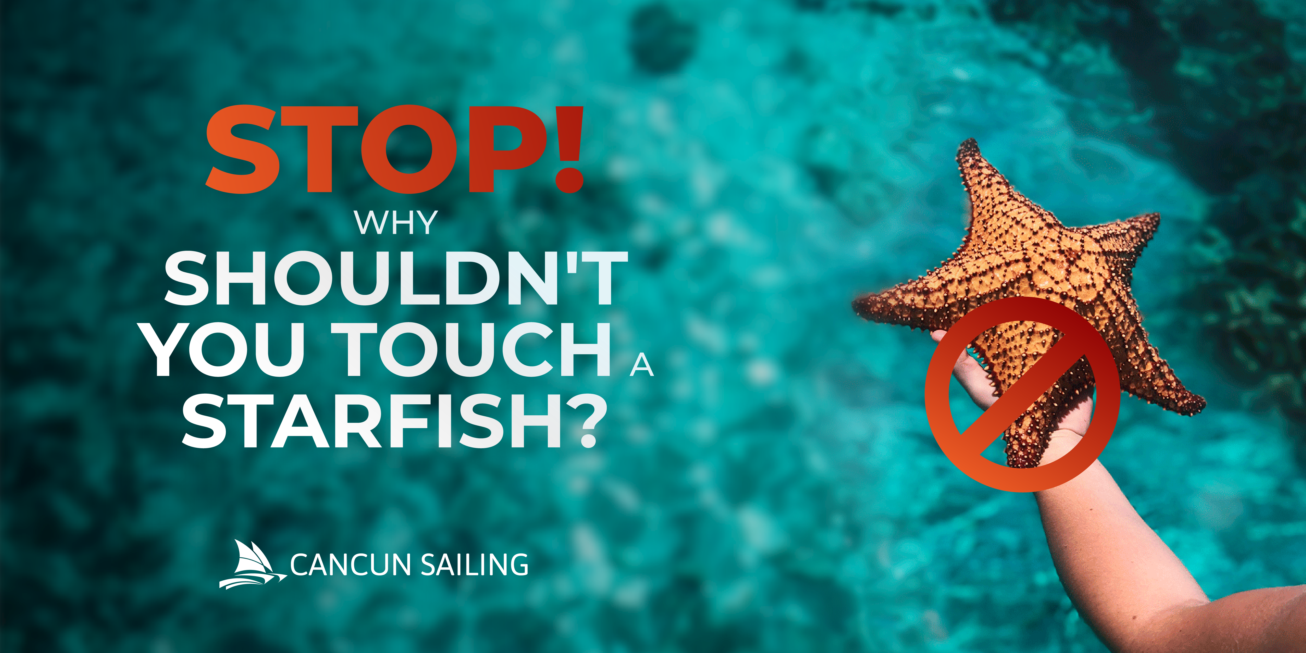 Stop, why shouldnt you touch a starfish