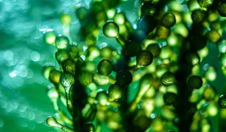 alga-1-1-1