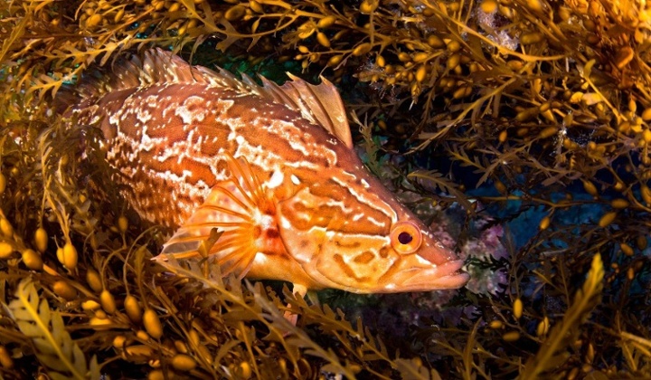 kelpfish in Sargassum