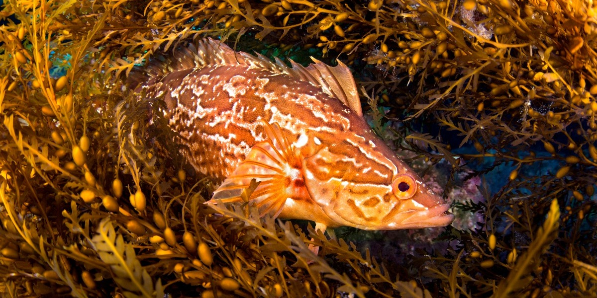 kelpfish in Sargassum