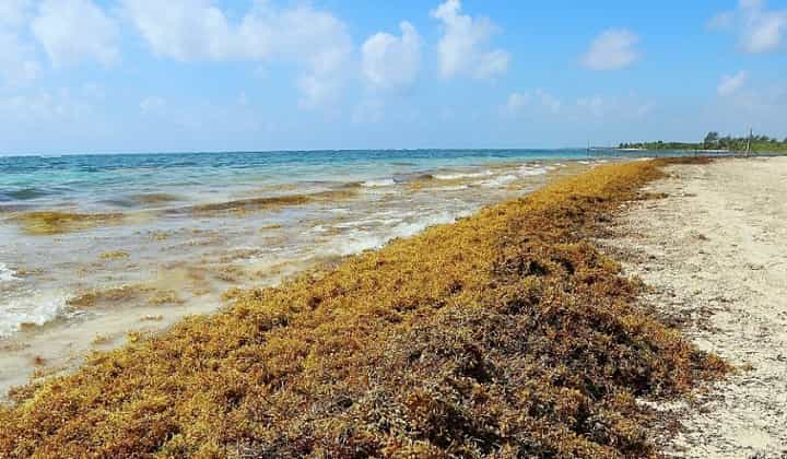 sargassum-seaweed