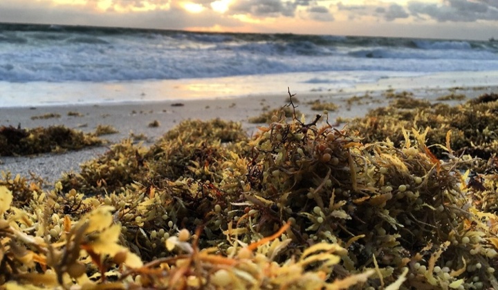 sargassum-weed-pile-2021-11-21-18-33-09-utc-1-1-1