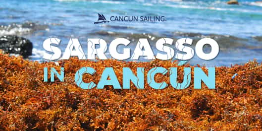 Sargassum in Mexico