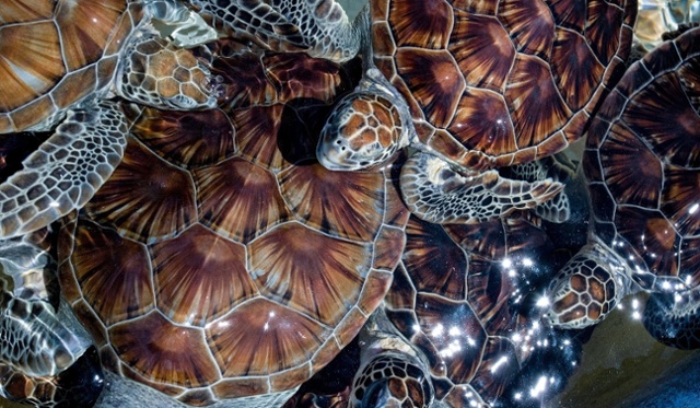 closeup-of-green-sea-turtle-hatchlings-at-boatwain-2022-03-04-02-11-14-utc-1-1-1