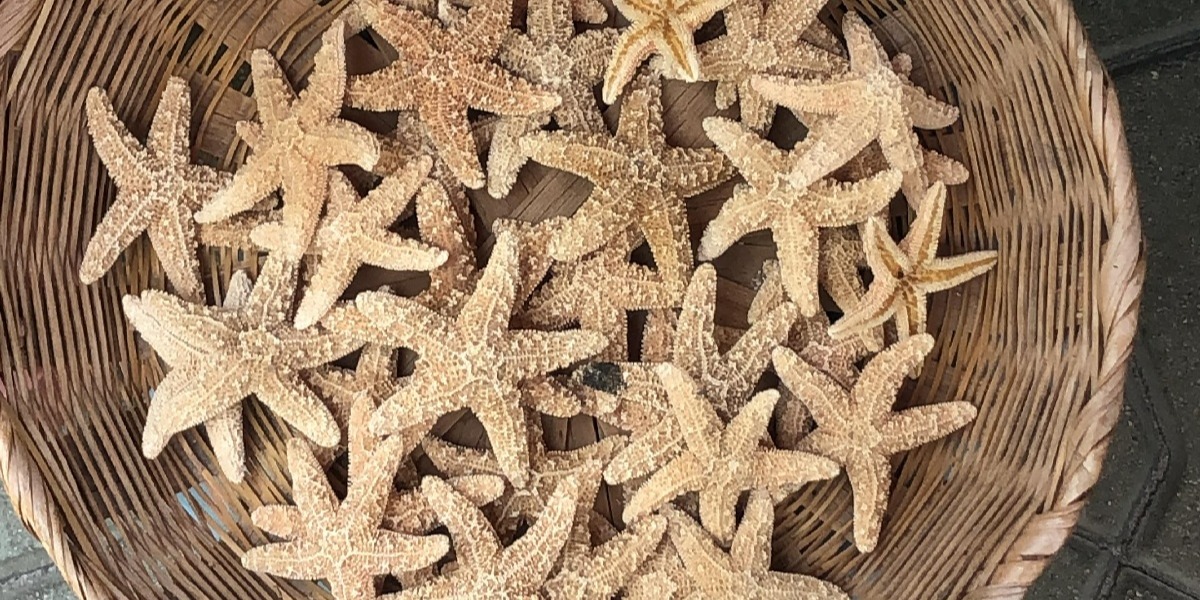 Venta de estrellas de mar en Isla Mujeres :(