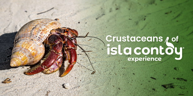 Crustaceans of Isla Contoy