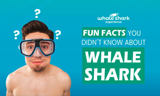 10 fun facts about the whale shark