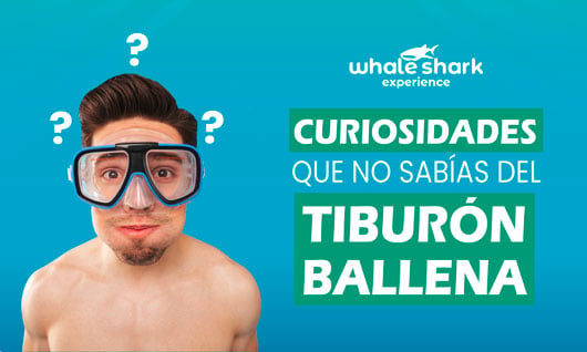 Curiosidades que no sabías del tiburón ballena