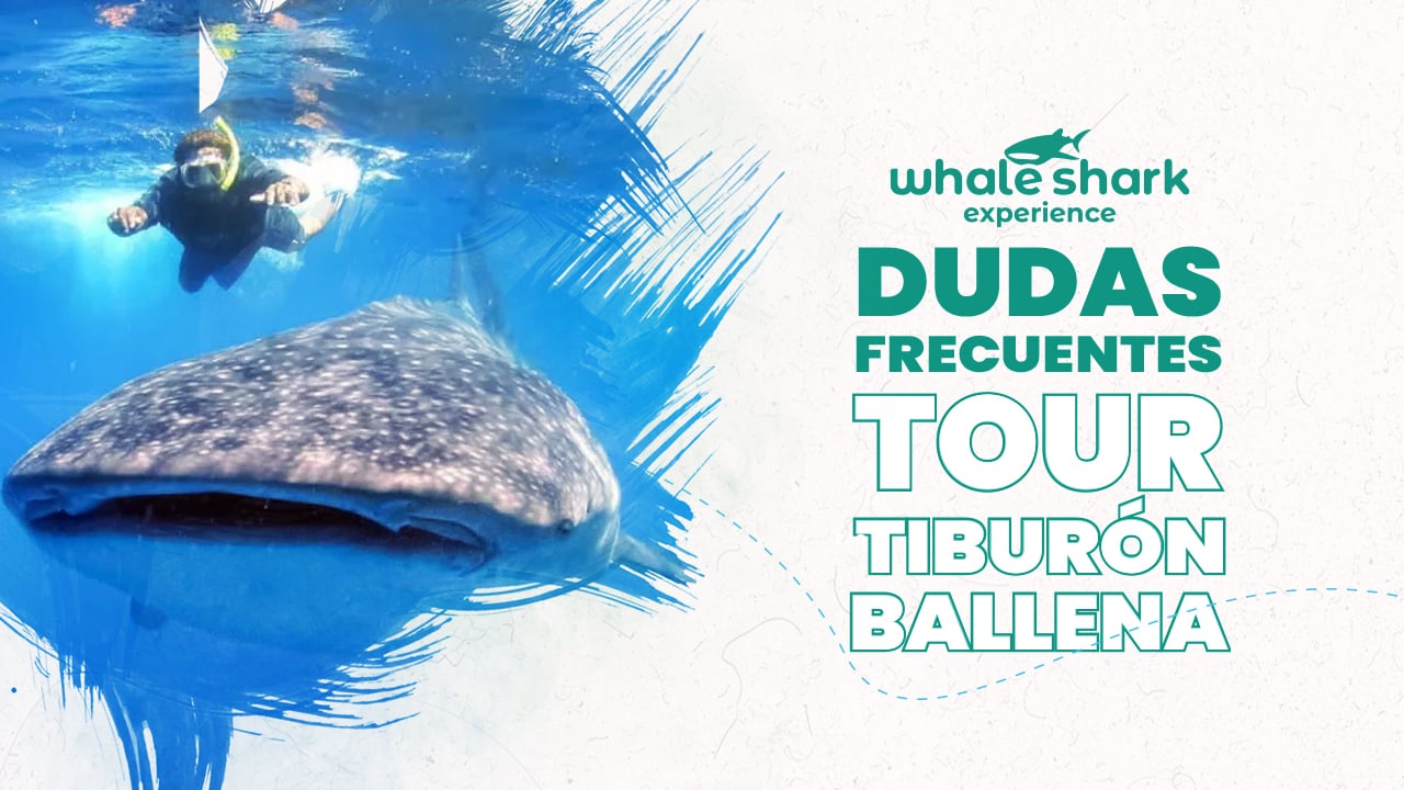 Dudas frecuentes sobre el tour de tiburon ballena en Cancún