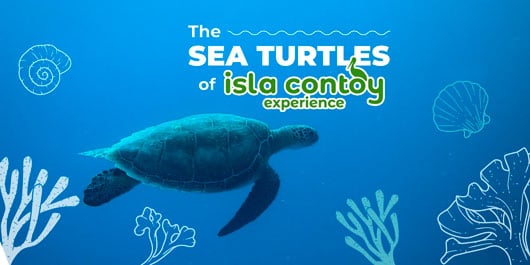 The Sea Turtles of Isla Contoy