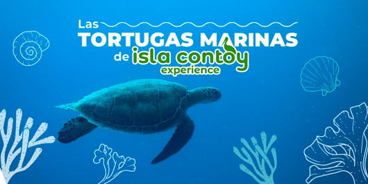 Las tortugas marinas del Parque Nacional de Isla Contoy