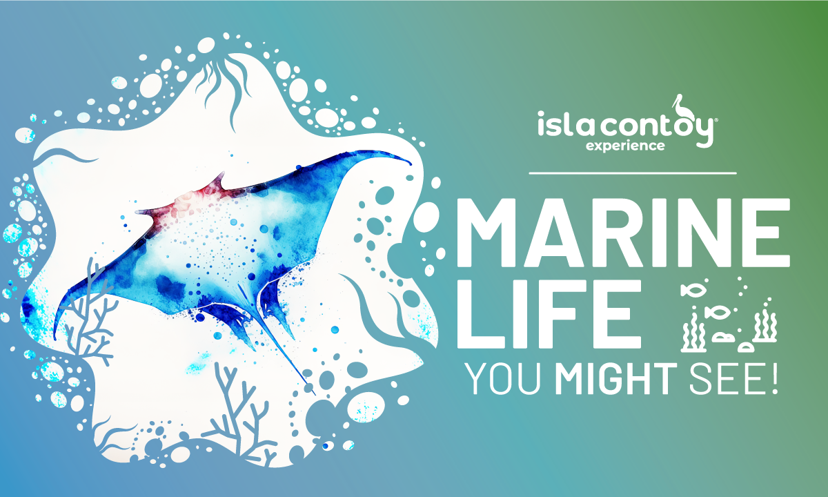 Marine life at Isla Contoy