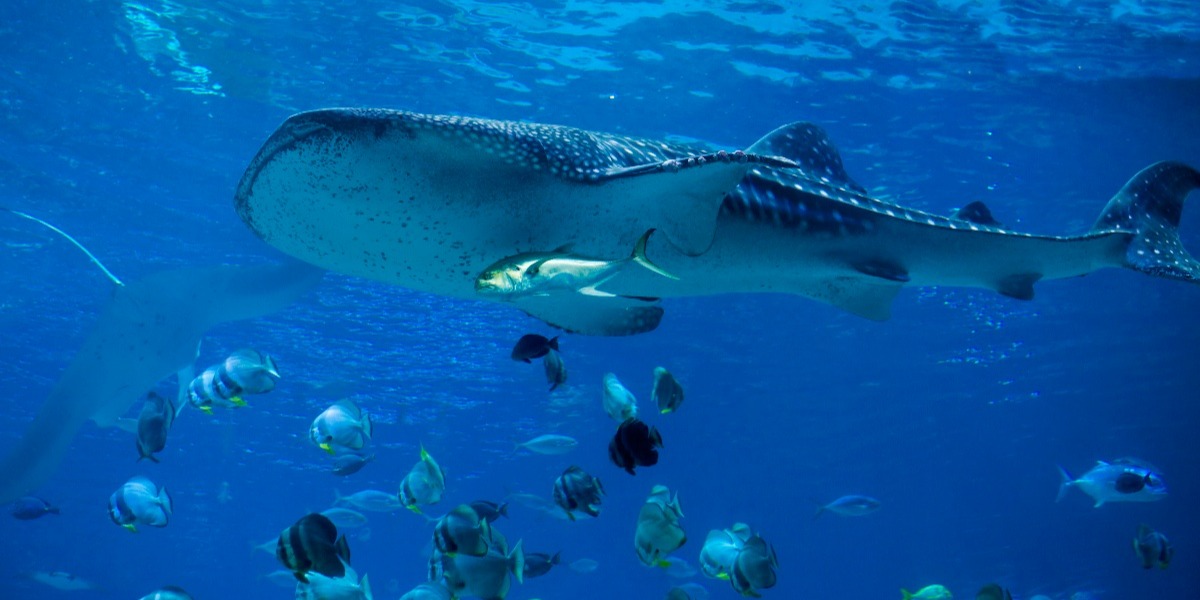 The majestic whale shark