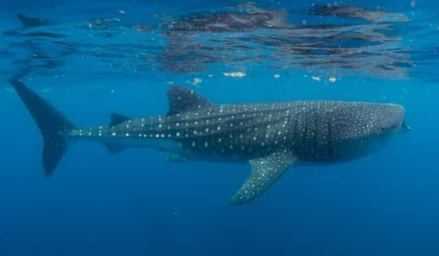 Foto del gran tiburón ballena