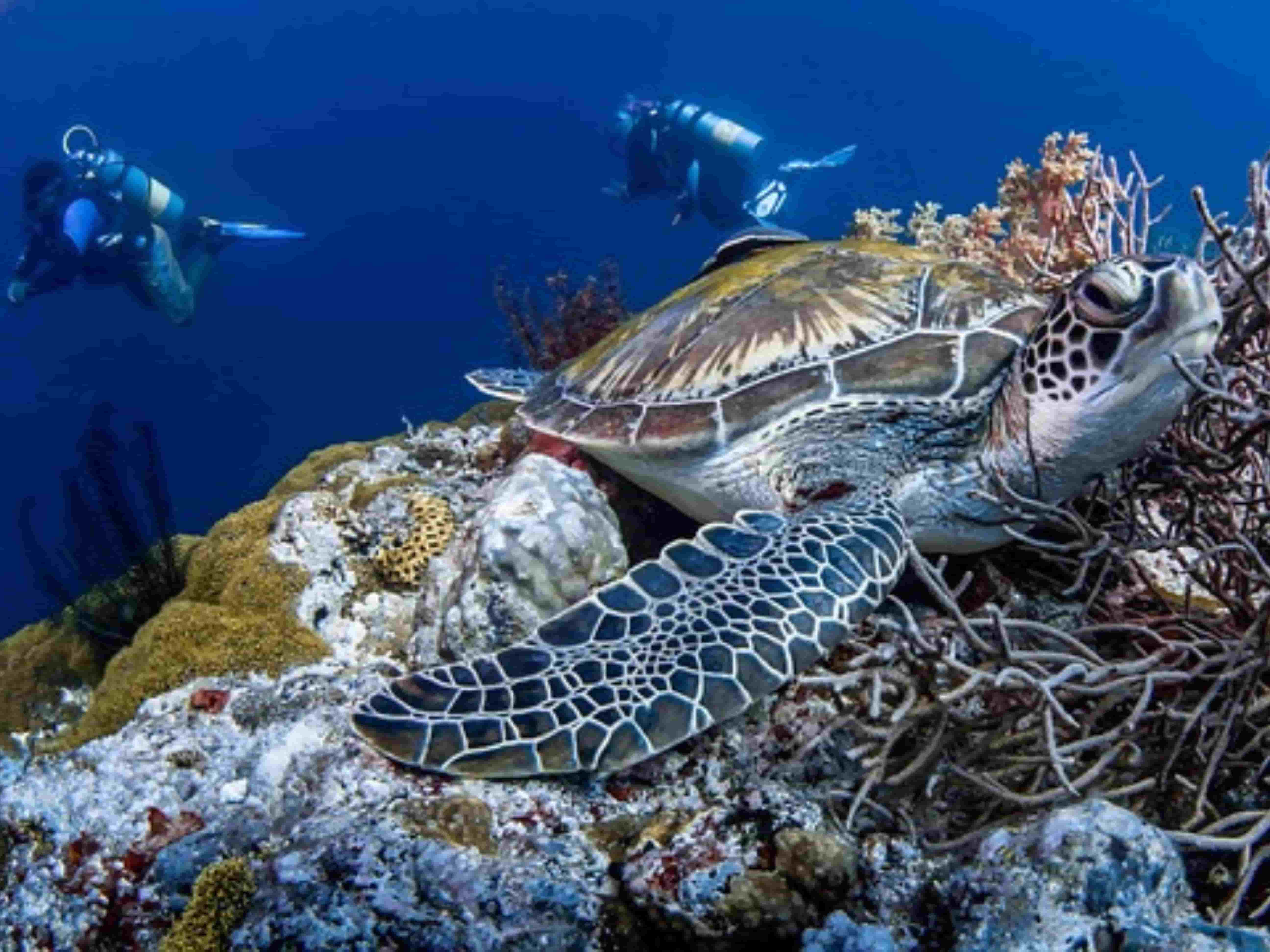 tortuga marina nadando