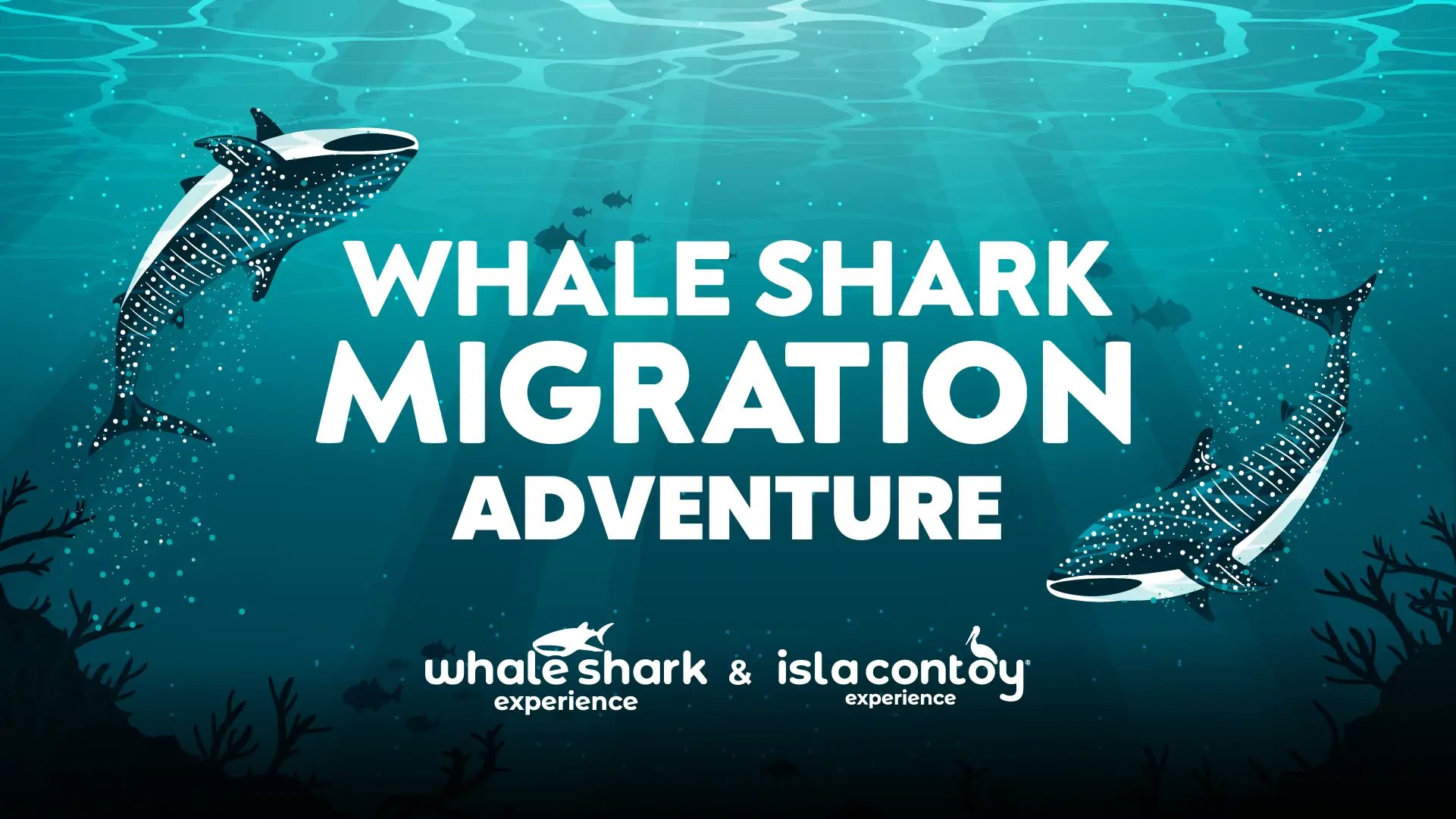 Whale shark Migration Adventure