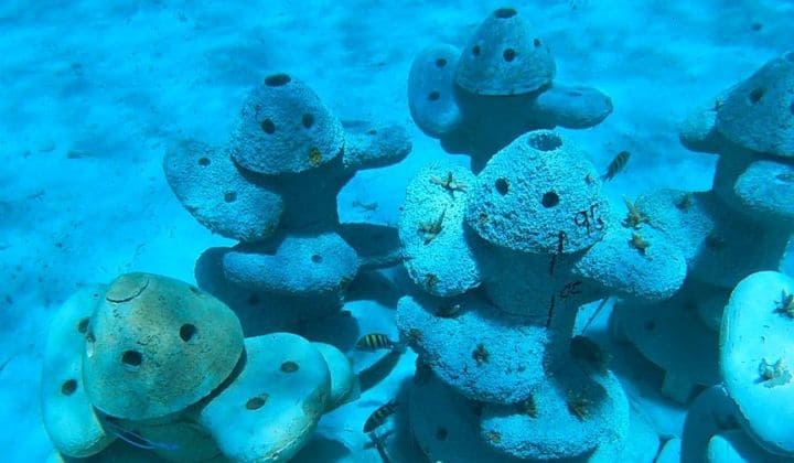 habitats de coral bajo el agua - fotografía por Karla Navarro