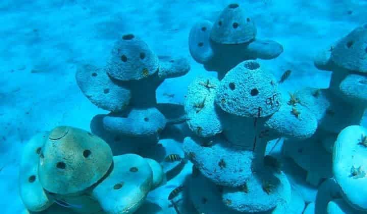 Coral artificial