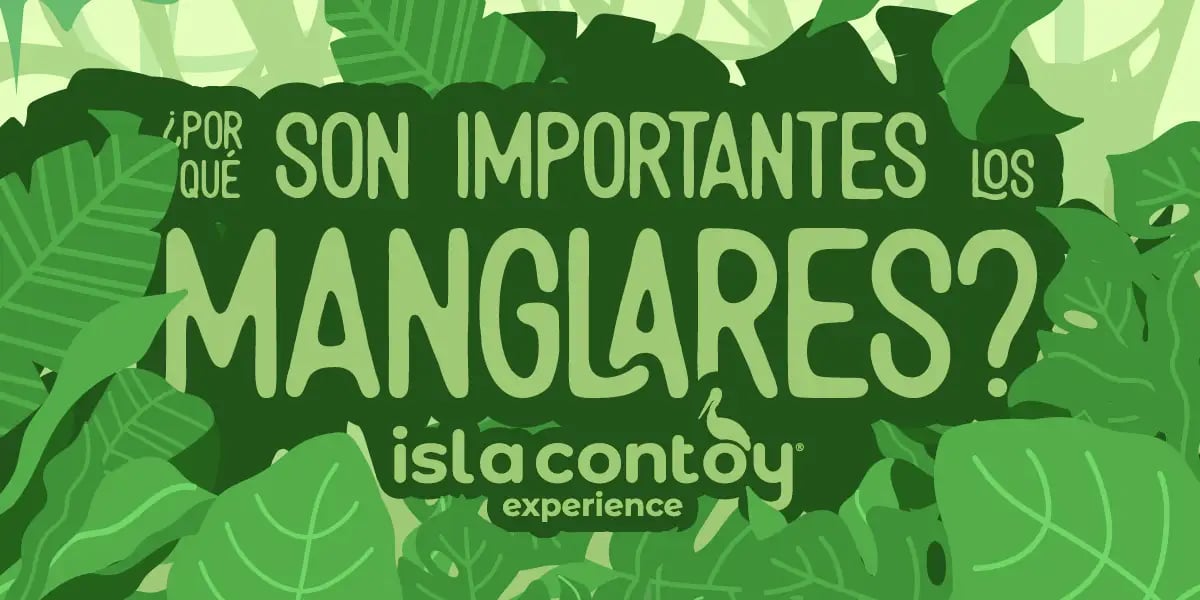 Manglares y su importancia en el Caribe Mexicano