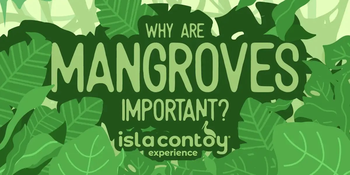 what are mangroves? and why are they so important