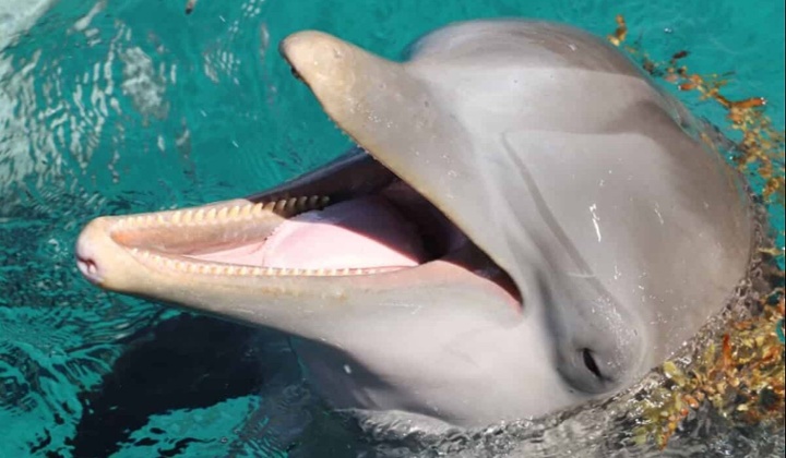 Swim with dolphins-1