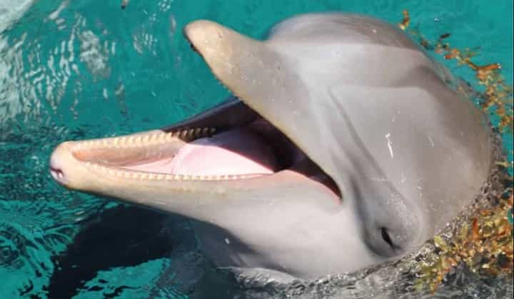 Swim with dolphins-1