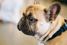 dog-french-bulldog-2021-08-26-23-05-56-utc