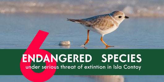 Especies en Contoy en peligro de extinción