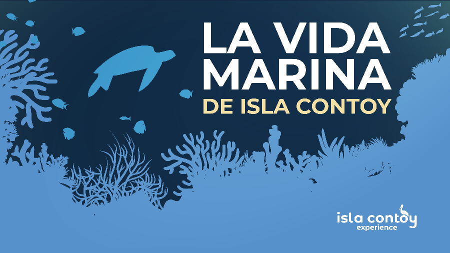 La vida marina de Isla Contoy