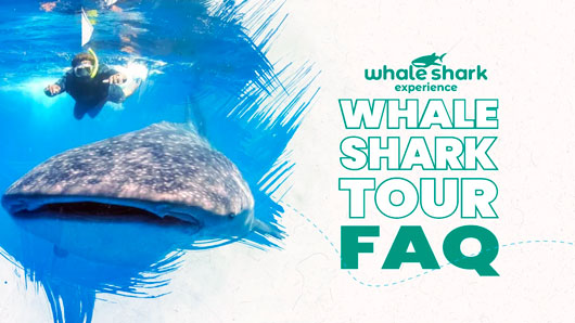 Guide to whale shark tours in 2026: everything you need to know