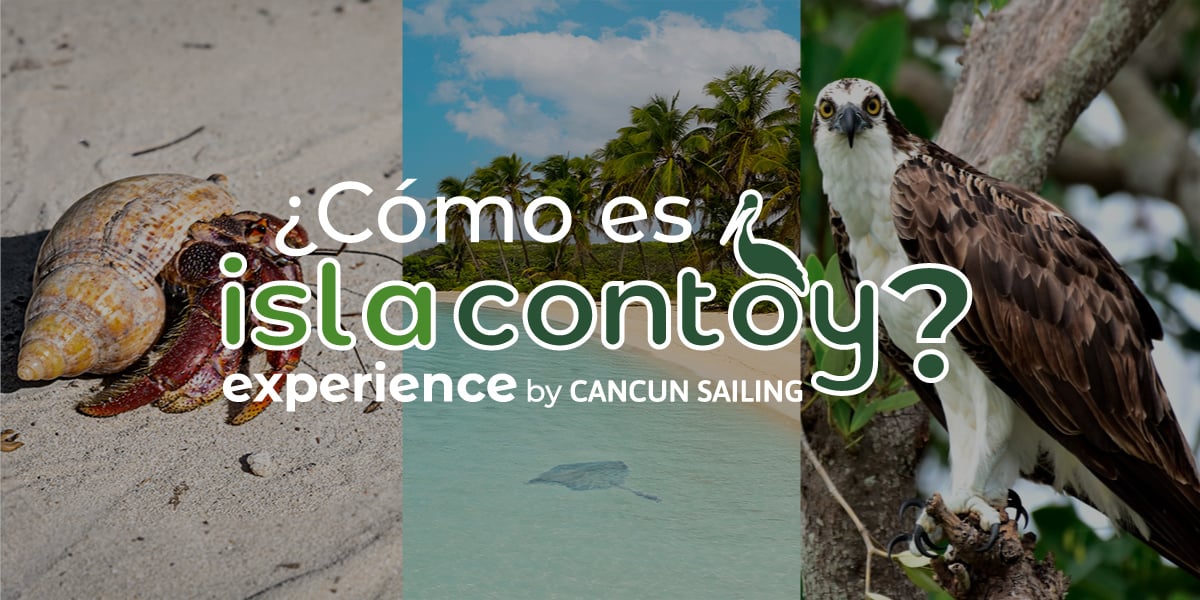 Imágenes del tour a Isla Contoy que amarás
