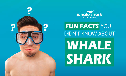 10 fascinating facts about the whale shark