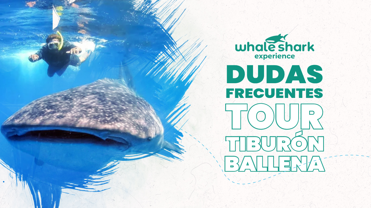 La guía definitiva para tours de tiburones ballena en 2026