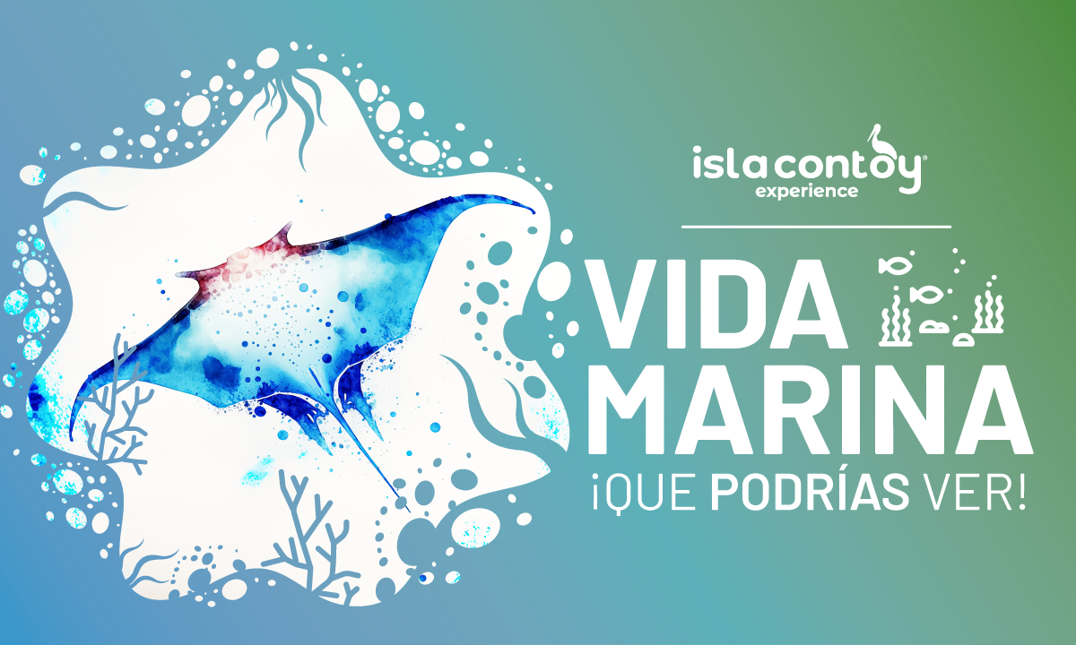 Animales que podrás ver rumbo a Isla Contoy