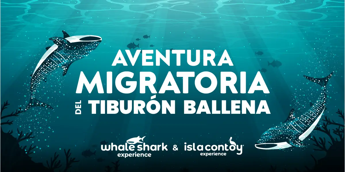 Tiburón Ballena: Aventura Migratoria en Isla Contoy