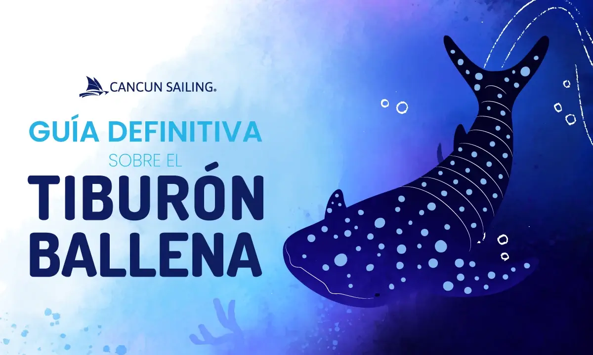 Tiburón ballena - Guía definitiva: ¿Dónde y cómo nadar con el tiburón ballena?