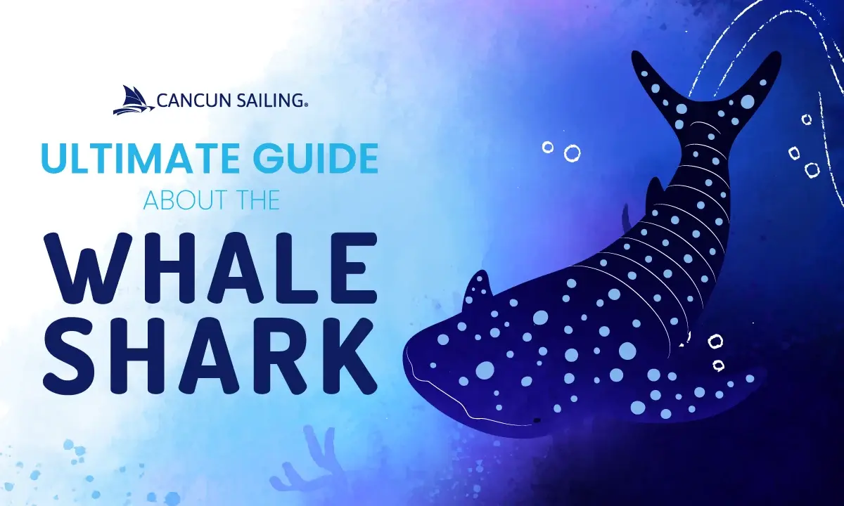 Whale shark ultimate guide: Where and how to swim with the whale shark?