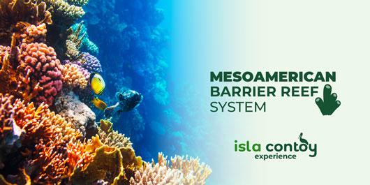 The Importance of the Mesoamerican Barrier Reef System
