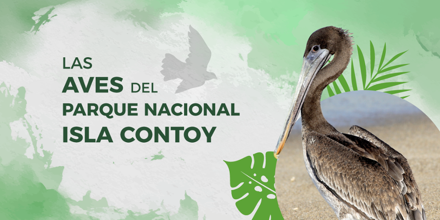 Las aves del Parque Nacional Isla Contoy