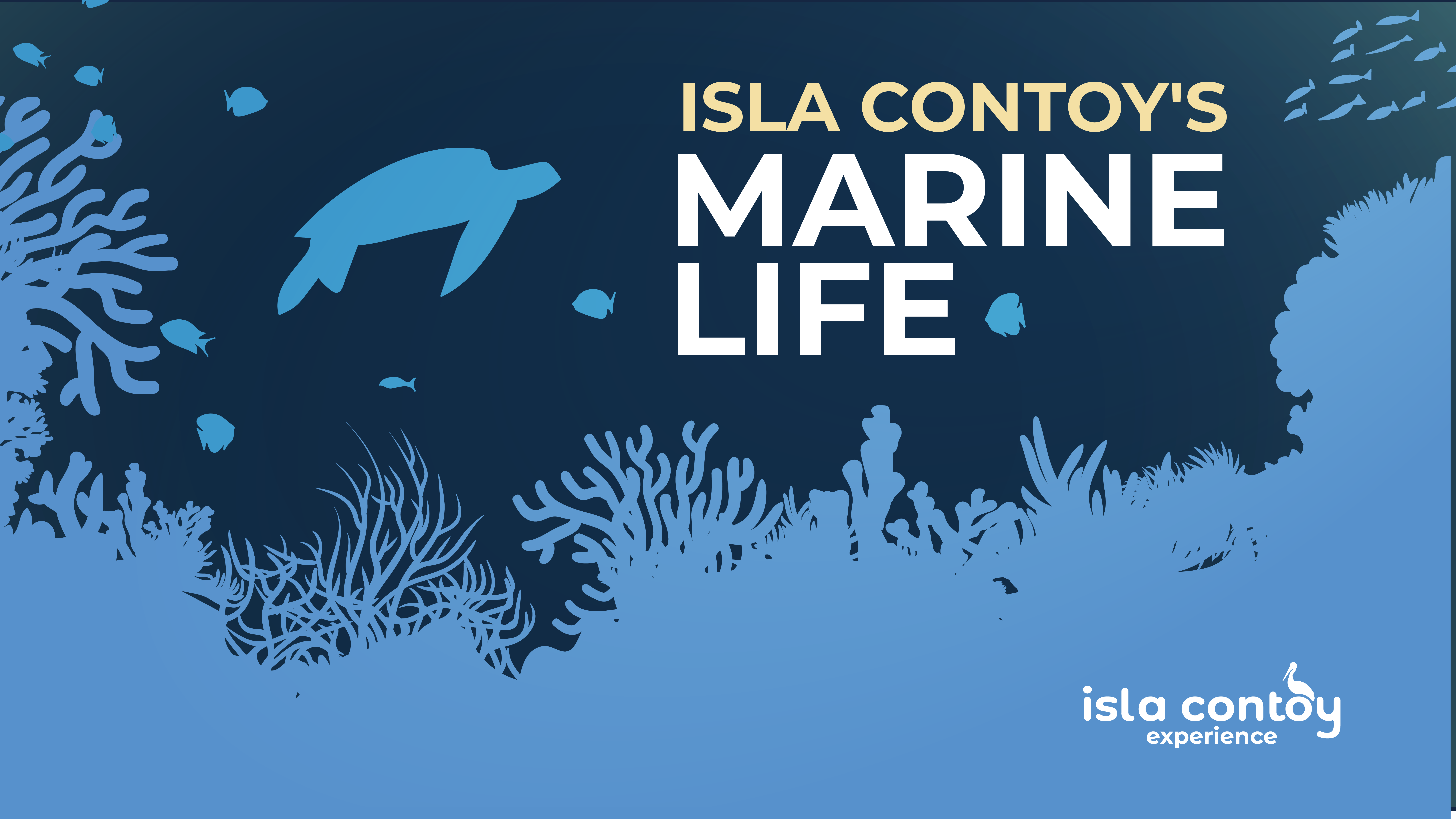 Marine life of Isla Contoy National Park